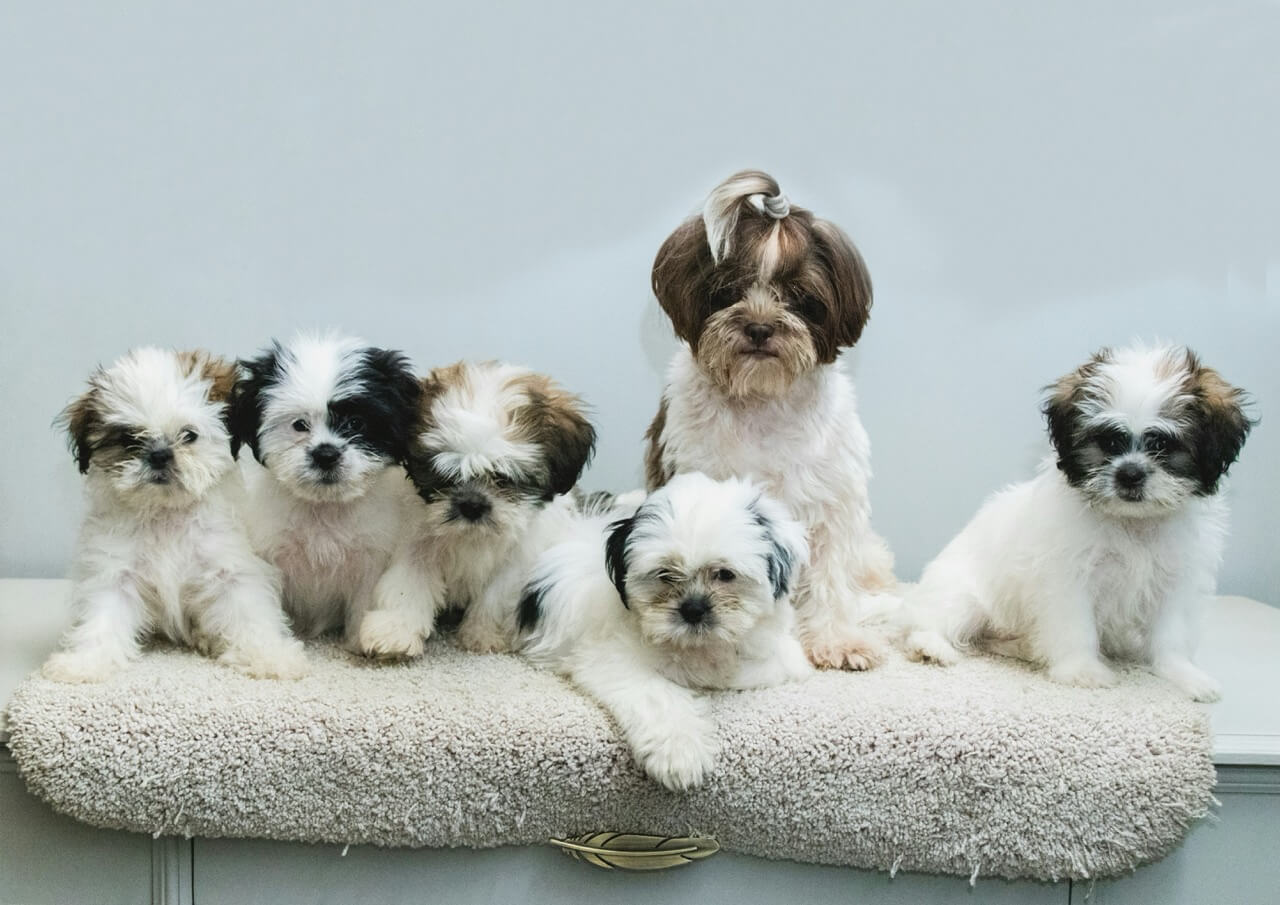 Five small, fluffy puppies with various white, brown, and black markings sitting together on a soft, beige surface against a plain background