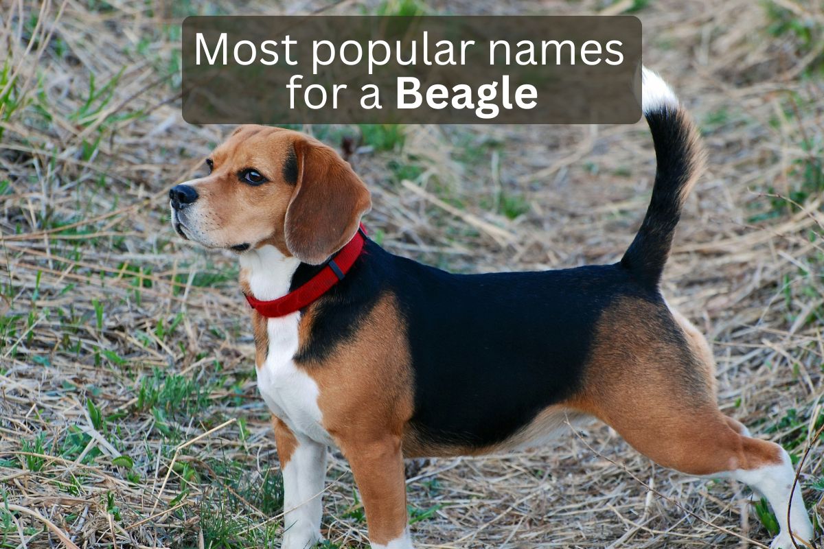 Beagle dog with text overlay 'Most popular names for a Beagle'.