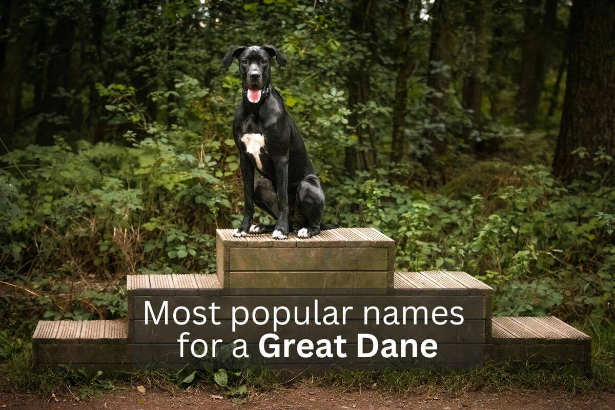 Black Great Dane sitting on wooden steps in a forested area, overlay text 'Most popular names for a Great Dane'