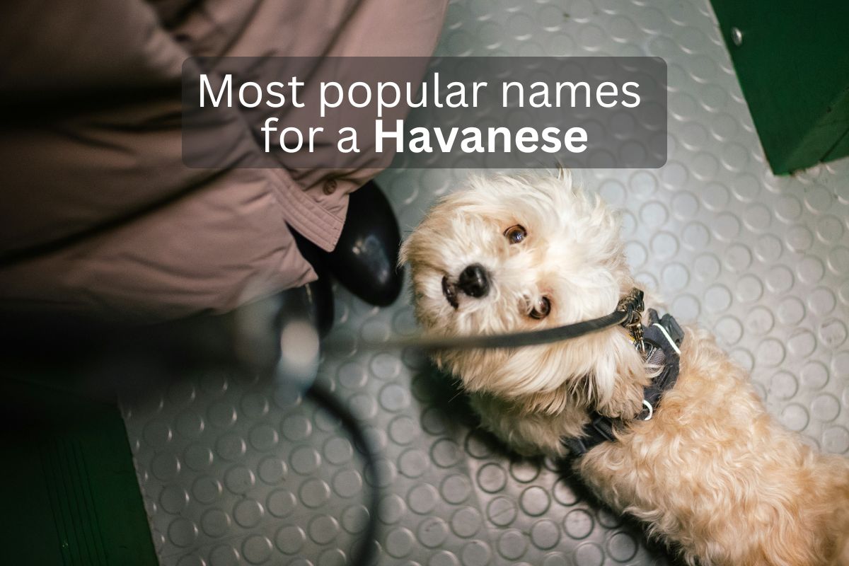 White Havanese dog looking up, with overlay text 'Most popular names for a Havanese'