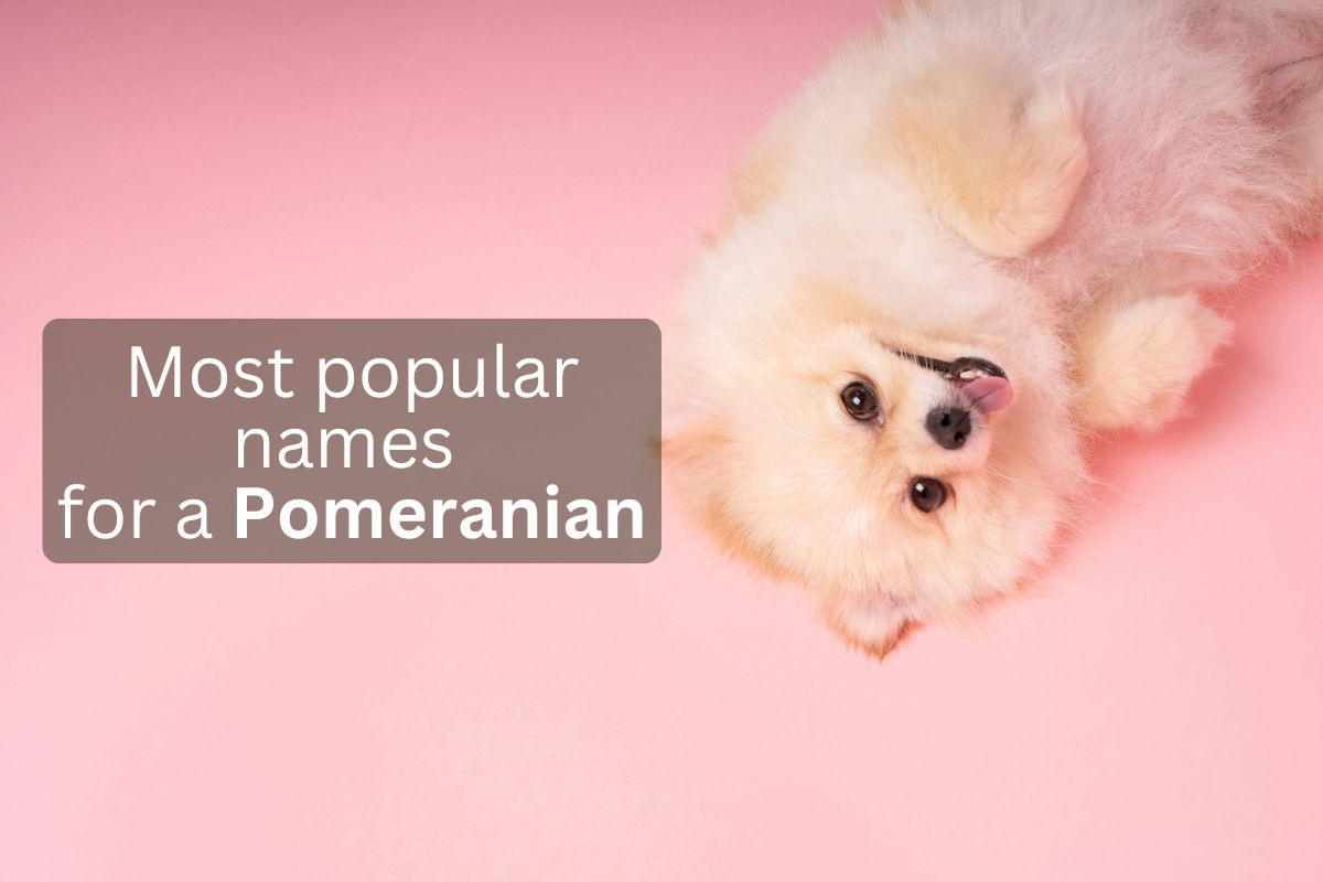Fluffy Pomeranian lying on its back on a pink background, overlay text 'Most popular names for a Pomeranian'