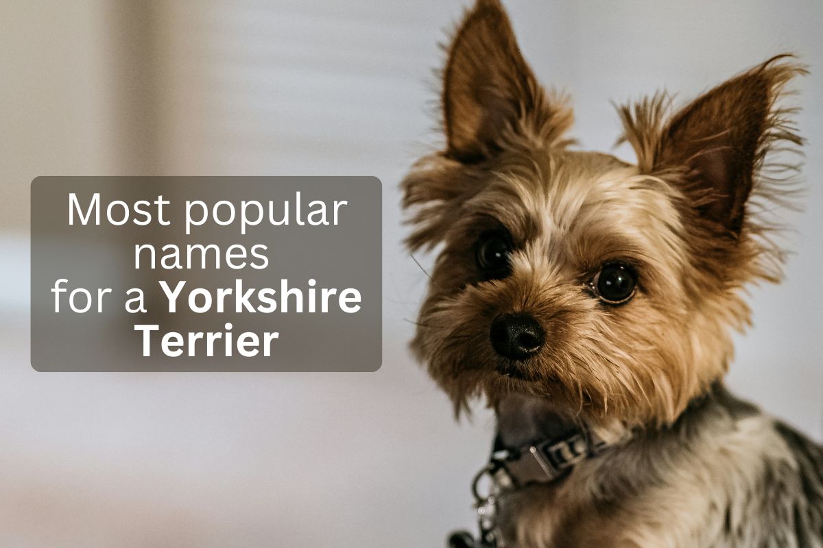 Yorkshire Terrier looking up, overlay text 'Most popular names for a Yorkshire Terrier'