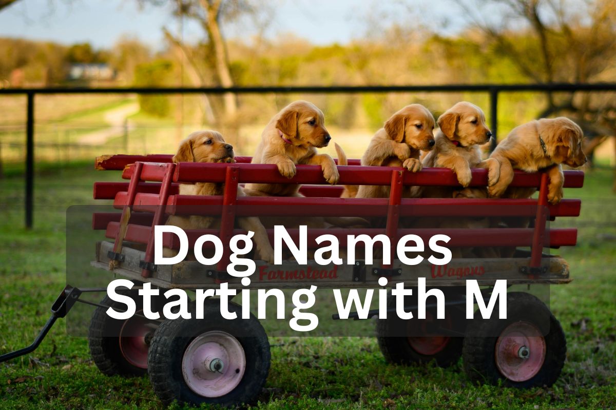 Five Golden Retriever puppies sitting in a red wagon outdoors, overlay text 'Dog Names Starting with M'