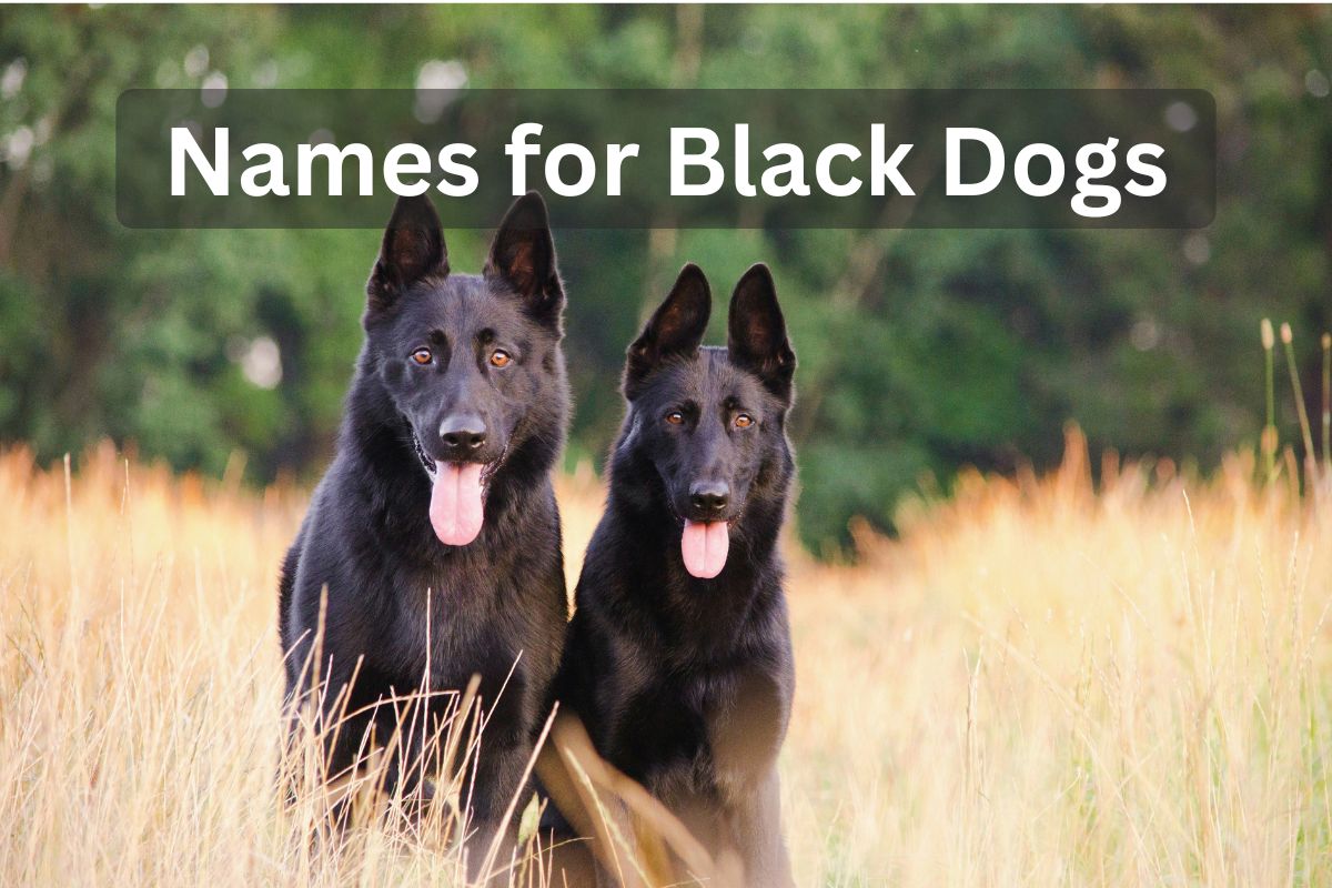 Two black German Shepherds in a field with text overlay 'Names for Black Dogs'
